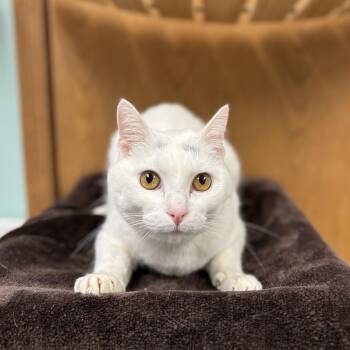 Domestic Short Hair Cats Available for Adoption in Fargo, North Dakota - Valli | PetCurious