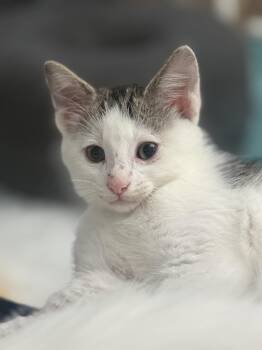 Alvin -  Domestic Short Hair Cat for Adoption in Blaine, Minnesota - Alvin | PetCurious
