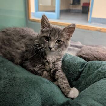 Jack -  Domestic Medium Hair Cat for Adoption in Suffolk, Virginia - Jack | PetCurious