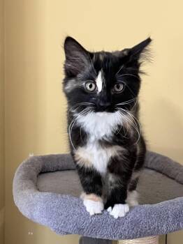 Artemis -  Domestic Long Hair Cat for Adoption in Wilmington, North Carolina - Artemis | PetCurious