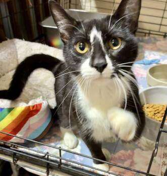 Tuxedo Cats Available for Adoption - MONTOGMERY | PetCurious