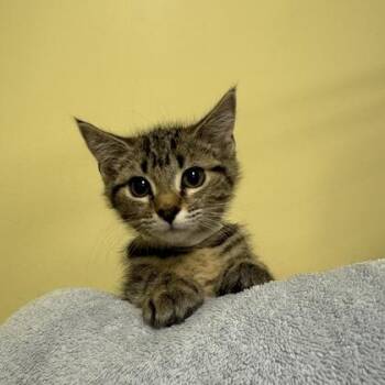 Sheon -  Domestic Short Hair Cat for Adoption in Richmond, Virginia - Sheon | PetCurious