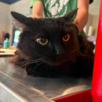Abbie -  Domestic Long Hair Cat for Adoption in Huntington, West Virginia - Abbie | PetCurious