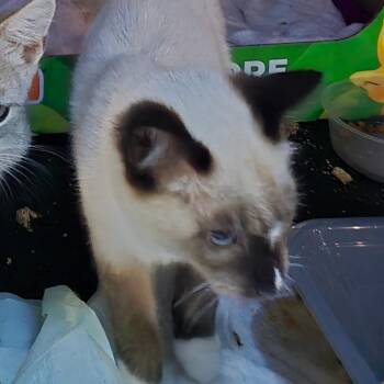 RORRY -  Domestic Short Hair and Siamese Cat for Adoption in Grantsville, Utah - RORRY | PetCurious