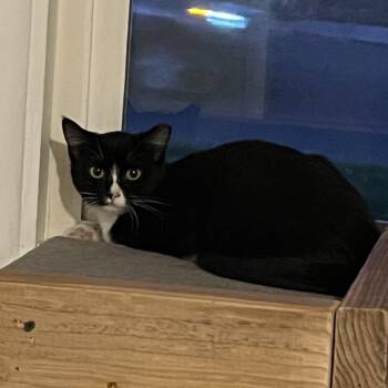 Moe -  Domestic Short Hair Cat for Adoption in Spokane, Washington - Moe | PetCurious