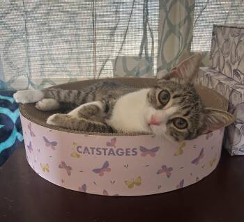 Domestic Short Hair Cats Available for Adoption in Sunrise, Florida - Rio | PetCurious