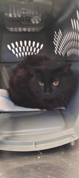 John bender -  Domestic Short Hair Cat Available for Adoption in West Chester, Pennsylvania - John Bender | PetCurious
