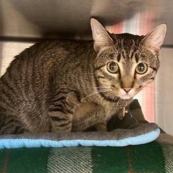 Domestic Short Hair Cats Available for Adoption - BILL NYE THE SCIENCE GUY | PetCurious