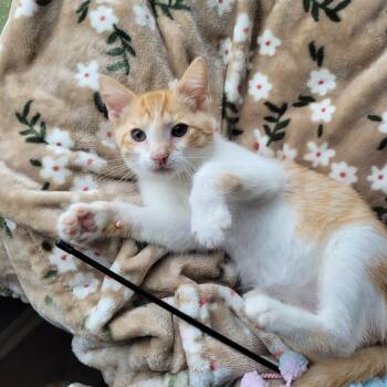 Muggy -  Domestic Short Hair Cat for Adoption in Indianapolis, Indiana - Muggy | PetCurious