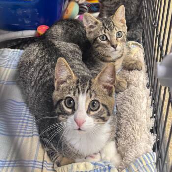 Cranberry -  Domestic Short Hair Cat for Adoption - Cranberry | PetCurious