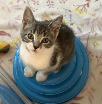 Barley -  Domestic Short Hair Cat for Adoption in Livonia, Michigan - Barley | PetCurious