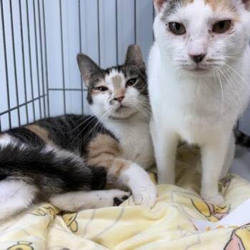Speckles -  Domestic Short Hair Cat Available for Adoption in Valdosta, Georgia - Speckles | PetCurious