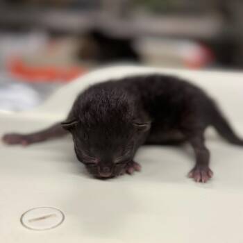 Dallas -  Domestic Short Hair Cat for Adoption in Pauls Valley, Oklahoma - Dallas | PetCurious