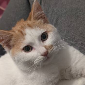 Rescue Domestic Short Hair Cats for Adoption in Watertown, New York - Fergus | PetCurious