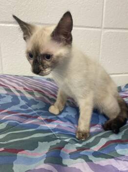 Akasha -  Domestic Short Hair Cat for Adoption in Spruce Pine, North Carolina - Akasha | PetCurious