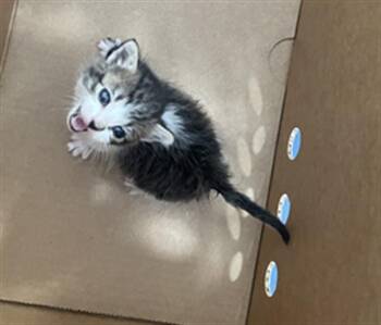 ELVIS -  Domestic Short Hair Cat for Adoption in Dallas, Texas - ELVIS | PetCurious