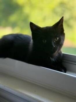 Bear -  Domestic Short Hair Cat for Adoption in Oradell, New Jersey - Bear | PetCurious