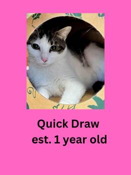 Quick Draw -  Domestic Short Hair Cat for Adoption in Ravenna, Ohio - Quick Draw | PetCurious