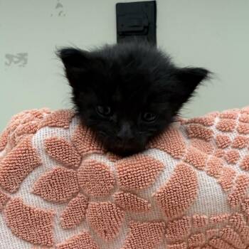 Winter -  Domestic Short Hair Cat for Adoption in Auburn, Alabama - Winter | PetCurious