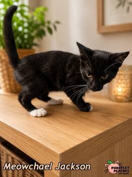 Meowchael Jackson -  Domestic Short Hair Cat for Adoption in Douglasville, Georgia - Meowchael Jackson | PetCurious