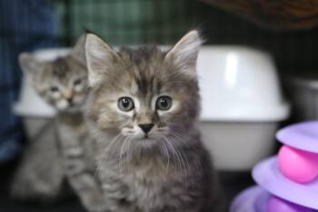Seka -  Torbie Cat for Adoption in Cut Bank, Montana - Seka | PetCurious
