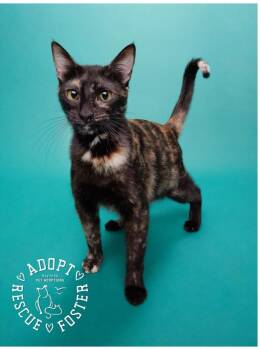 Tippy -  Domestic Short Hair Cat for Adoption in San Leon, Texas - Tippy | PetCurious