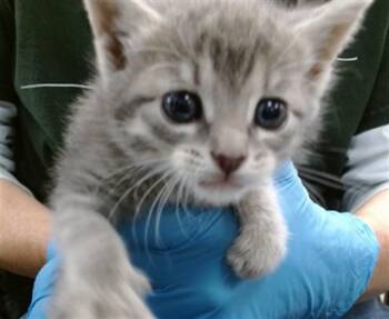 YAGA -  Domestic Short Hair Cat for Adoption in Oklahoma City, Oklahoma - YAGA | PetCurious