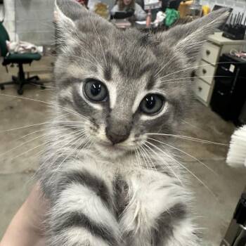 Coocoo -  Domestic Short Hair Cat for Adoption in Corbin, Kentucky - Coocoo | PetCurious