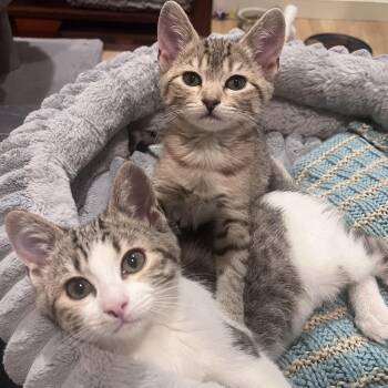 Kwon & Doe Conrad bonded pair -  Domestic Short Hair and Tabby Cat for Adoption in Morrison, Colorado - Kwon & Doe Conrad Bonded Pair | PetCurious