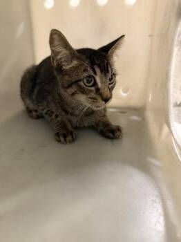 Firefly -  Domestic Short Hair Cat for Adoption in Shreveport, Louisiana - Firefly | PetCurious