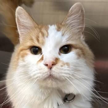 Freddie -  Domestic Long Hair Cat for Adoption in Lansing, Michigan - Freddie | PetCurious