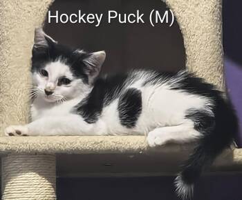 Hockey Puck -  Domestic Short Hair Cat for Adoption in Saugerties, New York - Hockey Puck | PetCurious
