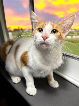 Rescue Domestic Short Hair Cats for Adoption in Champaign, Illinois - Nate | PetCurious