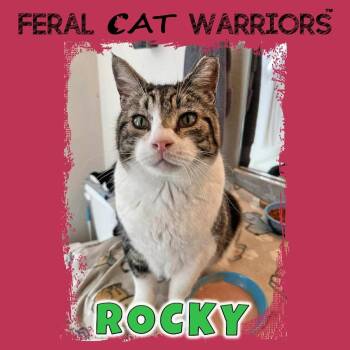 Domestic Short Hair Cats Available for Adoption - Rocky | PetCurious