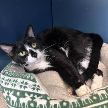 Jackie -  Domestic Short Hair Cat for Adoption in Waterloo, Iowa - Jackie | PetCurious