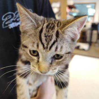 Kalahari -  Domestic Short Hair Cat for Adoption in Indiana, Pennsylvania - Kalahari | PetCurious