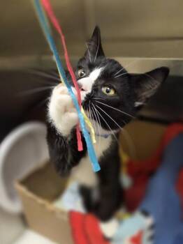 Chanse -  Domestic Short Hair Cat for Adoption in Westland, Michigan - Chanse | PetCurious