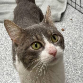 Goose -  Domestic Short Hair Cat for Adoption in Grand Rapids, Michigan - Goose | PetCurious