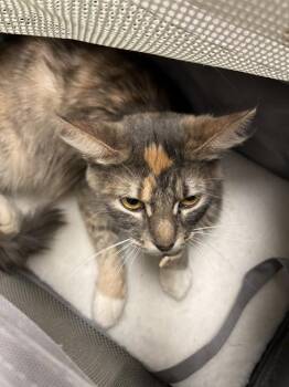 Rescue Dilute Tortoiseshell Cats for Adoption in Plano, Texas - Storm A214426 | PetCurious