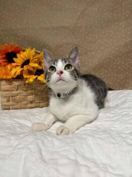 Pebbles -  Domestic Short Hair Cat for Adoption in Groveland, Massachusetts - Pebbles | PetCurious