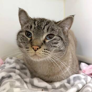 Domestic Short Hair Cats Available for Adoption - Bug | PetCurious