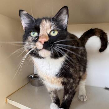 Domestic Short Hair Cats Available for Adoption in Mokena, Illinois - Manchas | PetCurious