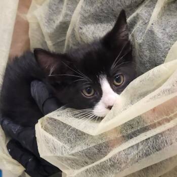 Tidepod -  Domestic Short Hair Cat for Adoption in Murray, Utah - Tidepod | PetCurious