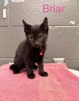 Briar -  Domestic Short Hair Cat for Adoption in Fort Worth, Texas - Briar | PetCurious