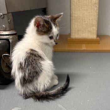 Rescue Domestic Short Hair Cats for Adoption in Crookston, Minnesota - Shadow | PetCurious