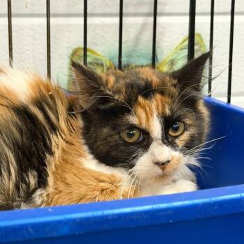 Olive -  Domestic Short Hair Cat for Adoption in Idaho Falls, Idaho - Olive | PetCurious