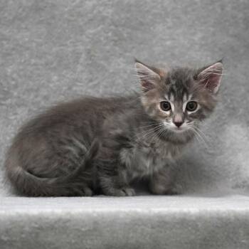 Domestic Medium Hair Cats Available for Adoption in Sunnyvale, California - Jisoo | PetCurious