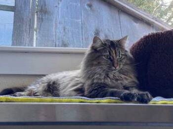 Domestic Medium Hair Cats Available for Adoption - Fawn | PetCurious