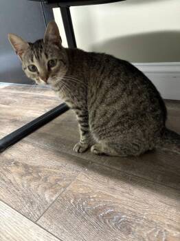 Lylla -  Domestic Short Hair Cat for Adoption in St. Peters, Missouri - Lylla | PetCurious