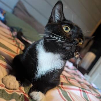 Pepsi -  American Shorthair Cat for Adoption in Melbourne, Kentucky - Pepsi | PetCurious